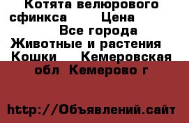 Котята велюрового сфинкса. .. › Цена ­ 15 000 - Все города Животные и растения » Кошки   . Кемеровская обл.,Кемерово г.